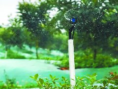 高坪区大力推广喷灌、滴灌、微灌等高效节水灌溉技术——  这里的农田