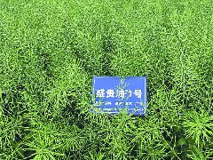 四川省科学技术奖拟奖项目名单出炉 南充市农业科学院一参与项目上榜