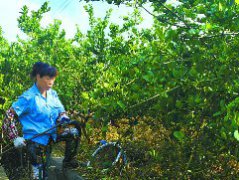 佛手丰收 村民增收