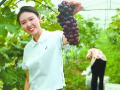 油房沟葡萄熟了
