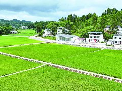 蓬安县深入实施“乡村大振兴”攻坚行动——  描绘乡村振兴新图景