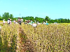 良种配良法助推大豆产业高质量发展