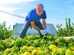 佛门乡佛手丰收 产值超6000万元，带动1000余户村民户均年增收万元以上