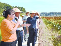 高效栽培酿酒高粱 农业科技成果落地生根