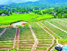营山：种养结合致富路“稻蛙共生”说丰年