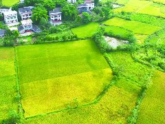 大力推进粮食生产机械化、山地农业现代化，因地制宜发展新质生产力