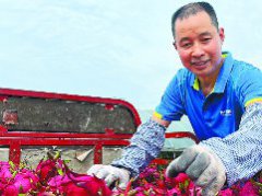 水稻收获 机收“唱主角”