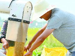平均亩产780.43公斤 南充水稻再创新纪录