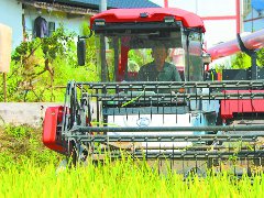 渔溪镇：1600余亩水稻进入收割期