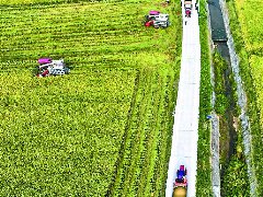 阆中28.2万亩水稻丰收