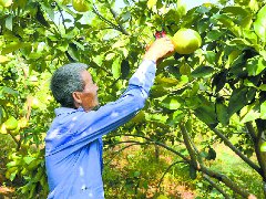 “柚”到丰收季 南部脆香甜柚甜蜜上市