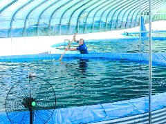 占地约1亩的“鲈鱼工厂” 年产值超200万元