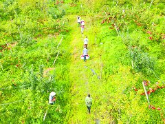 顺庆落实农业特色优质发展行动  智慧农业点亮增收希望