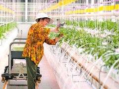 高坪区计划种植秋冬蔬菜16万亩