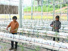 科技助力 大棚种植更智慧