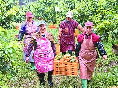 这里的柑橘成熟了 最高日销2万斤