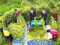 药菊花开遍地“金”