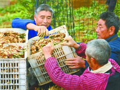 利溪生姜采收忙