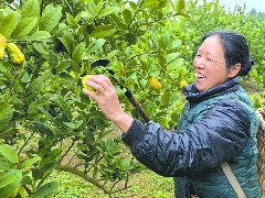 佛手迎来采摘季