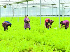 “阶梯式”种植 蔬菜供应不断档