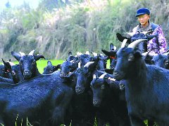 第六届营山黑山羊美食文化节本月20日开幕