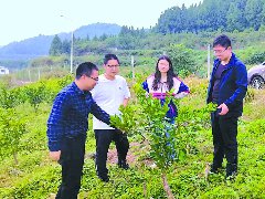 市乡村振兴人才发展联盟柑橘产业人才分联盟积极推动新技术、新品种