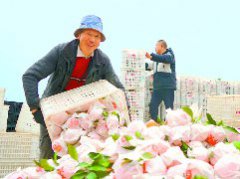 柑橘次第上市 带动村民甜蜜增收
