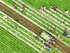 阆中彭城五谷台村4200余亩萝卜迎丰收