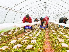 种植羊肚菌 蹚出致富新路子