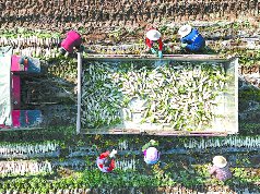 蓬安县轮作面积超3.5万亩，年产值约2亿元，销往全国，出口韩国、日本