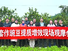 柑橘园套种南豌7号实现三重效益