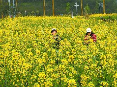 南充进入最佳赏花期