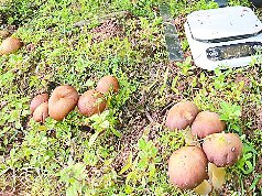 我市首次林下试种大球盖菇成功