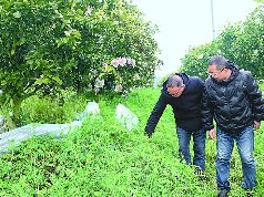 种下绿肥“养”果园 生态经济双丰收