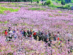 万亩桃花次第开 邀您共赏春日景