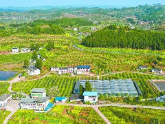 南充柑桔数据产品拟于本月底上市