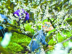 赏花管护两不误