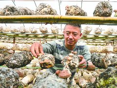 菌菇飘香产业兴 乡村振兴正当时