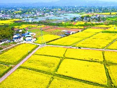 营山：绘好春耕图 孕育好丰景
