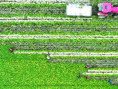南充萝卜：从河滩地“长”出的大产业