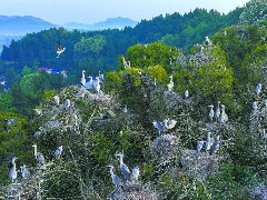 从零星到万羽：阆中村民用20多年筑就“