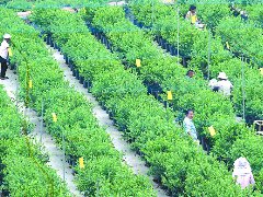 新复乡蓝莓熟了