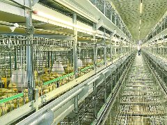 阆中健佳240万只蛋鸡产业园开园
