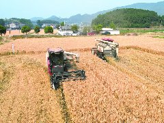 田间测产 小麦最高亩产达626.17公斤