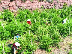 金银花开满山坡 巧手采得富贵来
