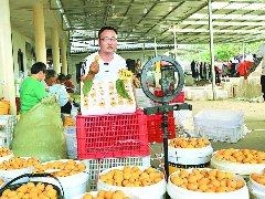 飞凤枇杷的进阶之路