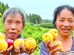 十圣村的油桃熟啦 游客采摘乐不停