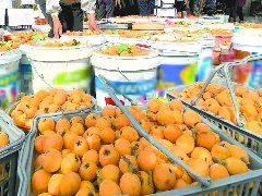 万亩枇杷丰收 政协巧搭“销售桥”