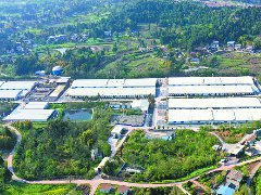 生猪托养 “走出”兴农新路子