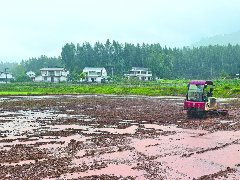 南充：打好抗旱组合拳 抢回丰收主动权